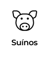 suínos.png